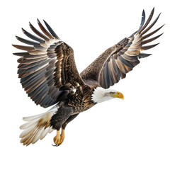 bald eagle in motion isolated white background