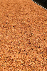 Close up of coffee beans drying in the sun              