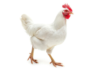 Fototapeta premium Hen with white feathers and red combs have spurs