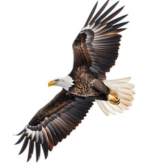 Fototapeta premium bald eagle in motion isolated white background