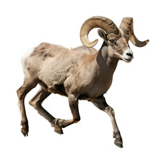 bighorn sheep in motion isolated white background