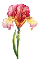 Iris flower watercolor. Spring blossom flower hand drawn botanical illustration, delicate plant for print, poster, card