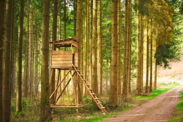 Hidden Watchtower: A Sentinel for Observing Forest Wildlife