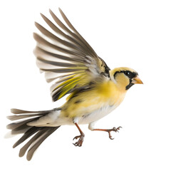american goldfinch in motion isolated white background