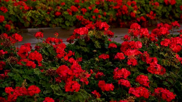 Red geraniums grow on a flower bed in the park in the rays of the rising morning sun