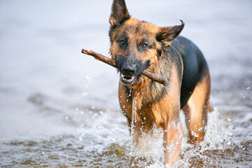 german shepherd swimming on the beach, wet dog