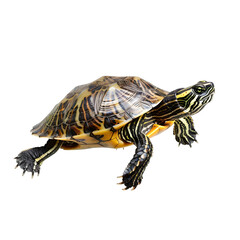 american water turtle in motion isolated white background