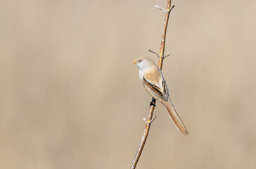 Bearded reedling, Panurus biarmicus. On a sunny morning, a female sits on the branch of a plant