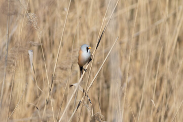 Bearded reedling, Panurus biarmicus. A male sits in a reed thicket on the riverbank