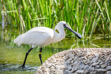 black faced spoonbill(Platalea minor).
it has the most restricted distribution of all spoonbills,...