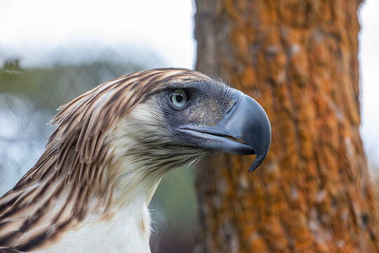 The Philippine eagle (Pithecophaga jefferyi) is a critically endangered species of eagle which is endemic to forests in the Philippines. 
It is considered the largest of the extant eagles.