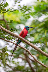 The northern carmine bee-eater (Merops nubicus) is a brightly-coloured bird in the bee-eater family, Meropidae. It is found across northern tropical Africa, from Senegal eastwards to Somalia, Ethiopia