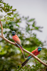 The northern carmine bee-eater (Merops nubicus) is a brightly-coloured bird in the bee-eater family, Meropidae. It is found across northern tropical Africa, from Senegal eastwards to Somalia, Ethiopia