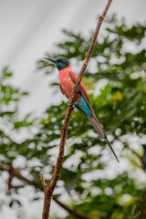 The northern carmine bee-eater (Merops nubicus) is a brightly-coloured bird in the bee-eater family, Meropidae. It is found across northern tropical Africa, from Senegal eastwards to Somalia, Ethiopia