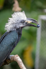 The white-crested hornbill (Horizocerus albocristatus) is a species of hornbill (family Bucerotidae) found in humid forests of Central and West Africa.