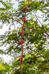 The northern carmine bee-eater (Merops nubicus) is a brightly-coloured bird in the bee-eater family, Meropidae. It is found across northern tropical Africa, from Senegal eastwards to Somalia, Ethiopia