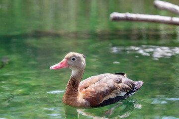 The black-bellied whistling duck (Dendrocygna autumnalis) is a whistling duck that breeds from the southernmost United States and tropical Central to south-central South America. 