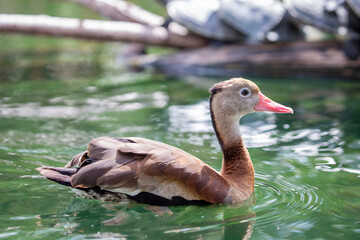 The black-bellied whistling duck (Dendrocygna autumnalis) is a whistling duck that breeds from the...