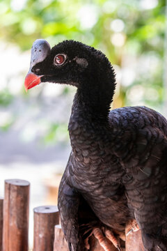A male helmeted curassow (Pauxi pauxi) with rufous morph.
A large terrestrial bird in the family Cracidae found in the subtropical cloud-forest in steep, mountainous regions of western Venezuela. 
