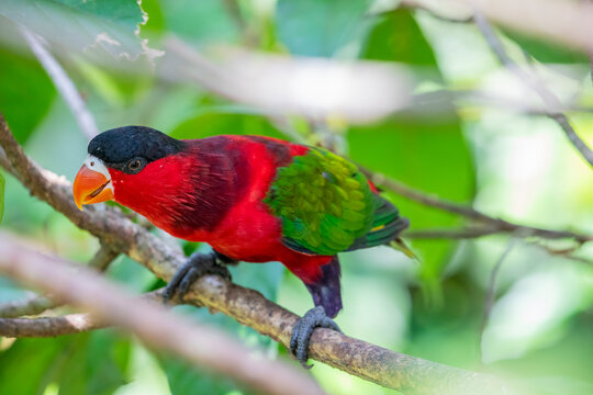 The purple-bellied lory (Lorius hypoinochrous) is a species of parrot in the family Psittaculidae. It is endemic to Papua New Guinea. 