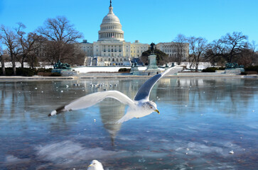 U.S. Capitol Building in winter with gulls in reflection pool - Washington DC, USA	