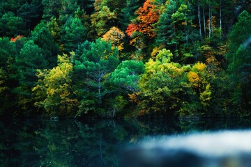 Colored Trees Autumn