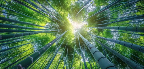 Fototapeta na wymiar The Enlightened Path A Journey Through the Bamboo Forest Generative AI