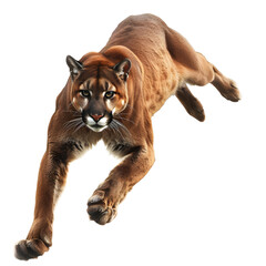 cougar in motion isolated white background