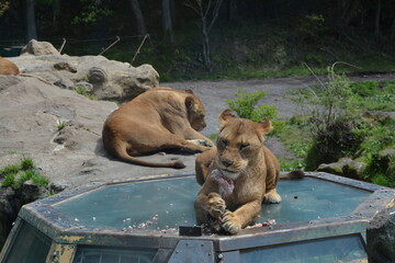 Naklejka premium 食事中のライオン