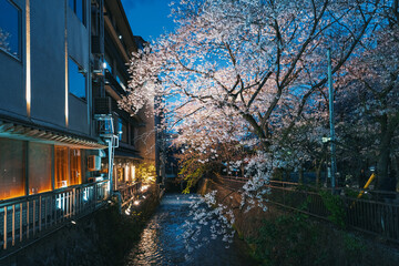 京都 祇園白川の夜桜 - 777018663