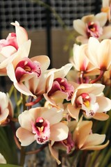 Obraz na płótnie Canvas Beautiful Orchids