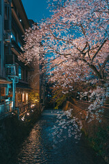 京都 祇園白川の夜桜 - 777019059