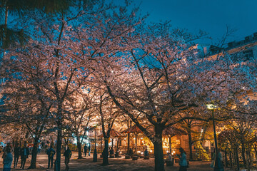京都 祇園白川の夜桜