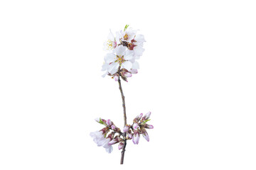 spring branch with white flowers and buds. plum blossom. Isolate on white. Isolate on transparent. PNG format available