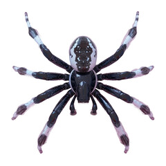Close up of spider with black and white face