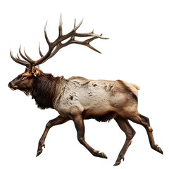 north american elk in motion isolated white background