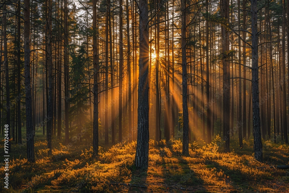 Poster sunbeams through the forest a serene and natural scene generative ai
