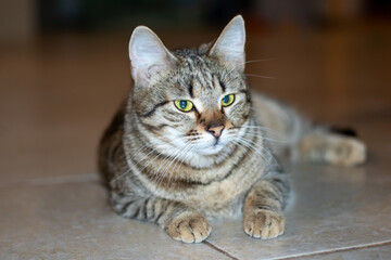 Cute grey cat lying on the floor