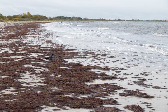 Beach after flood storm in Vallensbaek Denmark 20 October 2023 Koge bugt,
