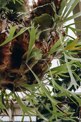 Platycerium bifurcatum, commonly known as the elkhorn fern or staghorn fern, a species of plant in the fern family Polypodiaceae native to Java