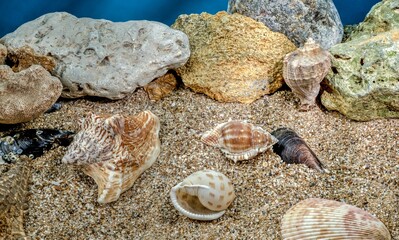 Small different seashells underwater