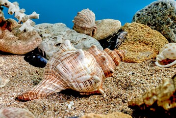 Trapezium fascilarium seashell underwater