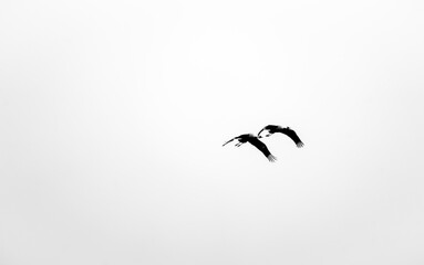 Flying migratory birds in the sky. Black and white shot in winter.
