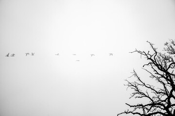 Flying migratory birds in the sky. Black and white shot in winter.
