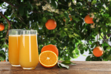 Fresh orange juice on wooden table in orchard. Space for text