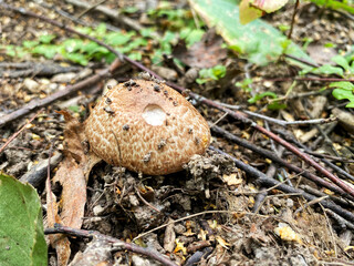 Mushroom picking in season. Edible forest mushrooms, grow in the grass. International Day of Forest. National Mushroom Day. Forest Workers Day. World Mushroom Picker Day