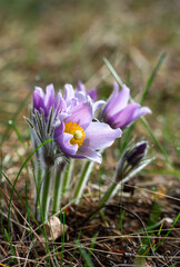 Fototapeta premium Sleep grass (shot). Pulsatilla. Perennial. One of the best first-flowering plants. The shoots wake up early, in March-April, and immediately bloom in a friendly manner.