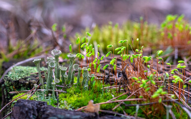 Spring warmth awakened nature. Moss bloomed on an old stump.