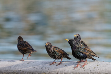 étourneau sansonnet - sturnus vulgaris linnaeus - Tuilerie - Louvre
