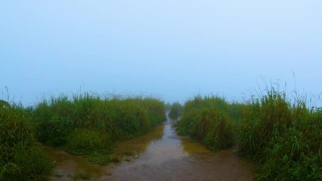 Muddy trail through the grass in the thick fog. Wet path through the field in the mist. A road to nowhere.